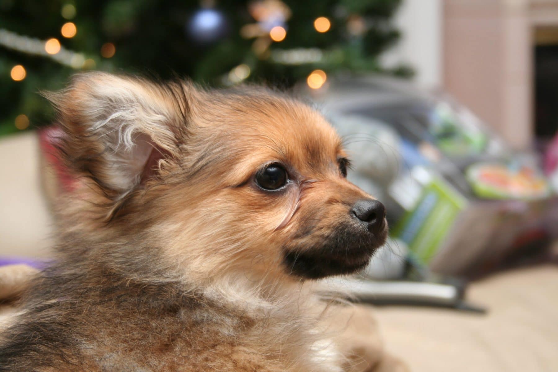 Pomapoo Dogs Fun Facts History And How To Get One Pomapoo Dogs Fun Facts History And