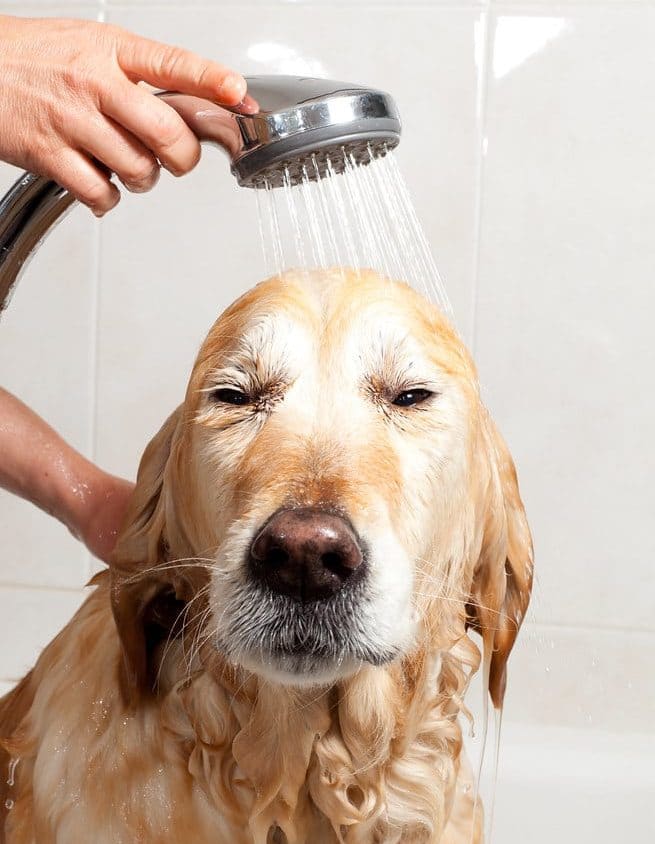 Keep Dogs Calm While Grooming Tips and Methods from the Experts