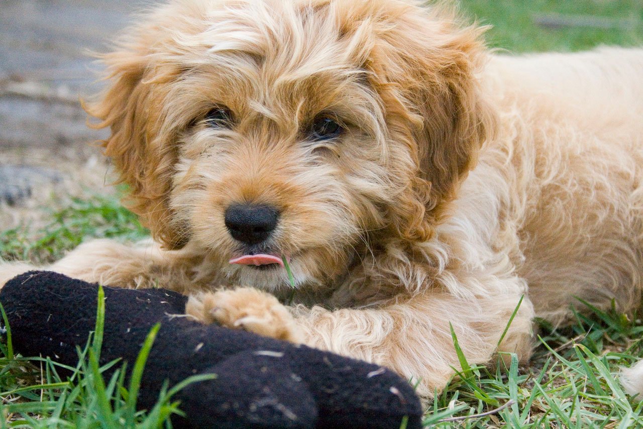 Cavoodle Dogs 101 Fun Facts History