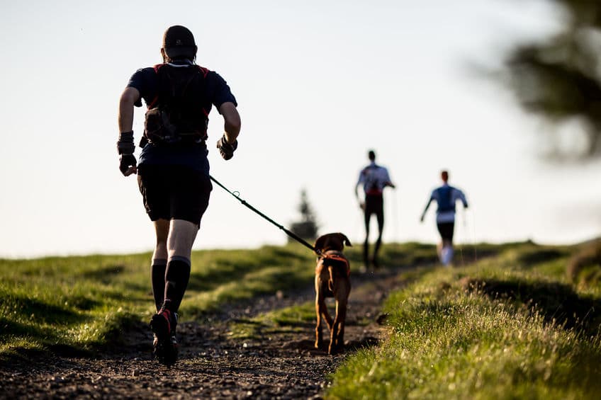 Running with dog in summer - 123rf