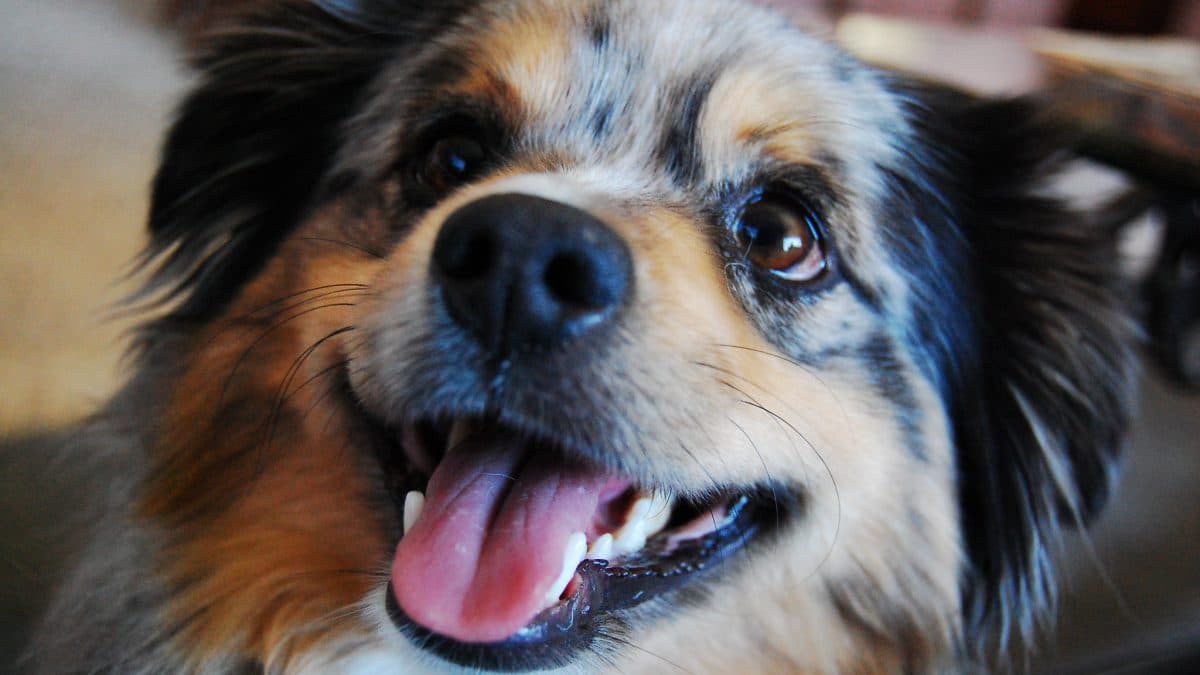 Mini Aussie Haircuts Grooming Advice and Style Guide with Pictures