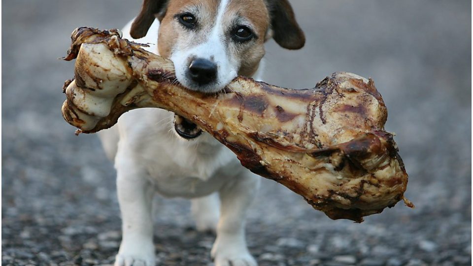 chicken bone dog