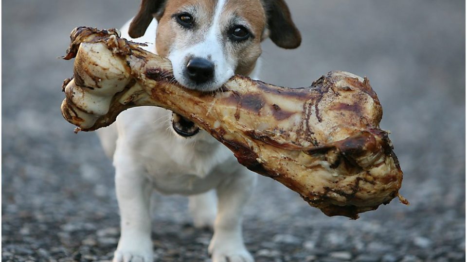 dog with a bone