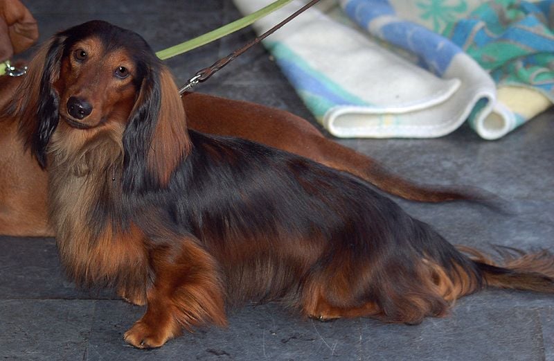 Miniature long haired dachshund sitting beside grooming supplies