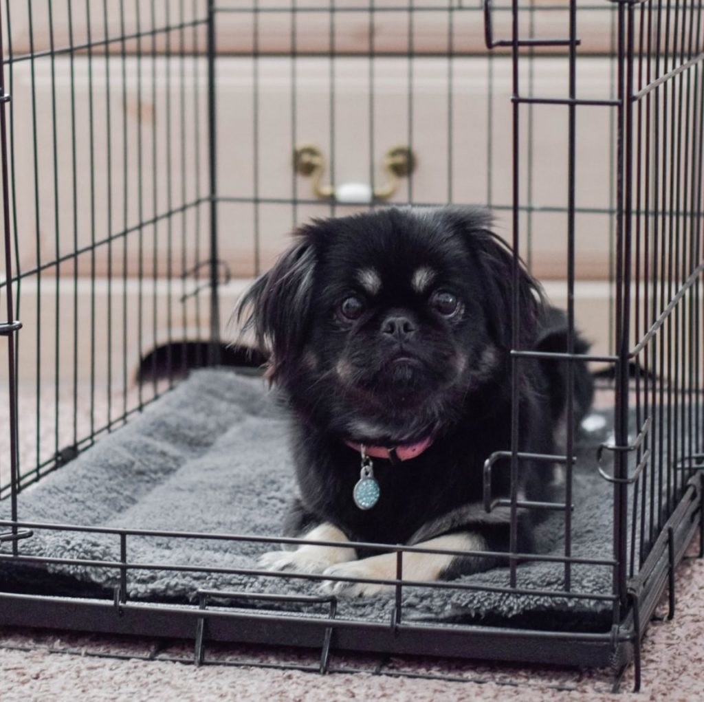 The 7 Best Heated Dog Blankets for the Coldest Days Dogs Experts