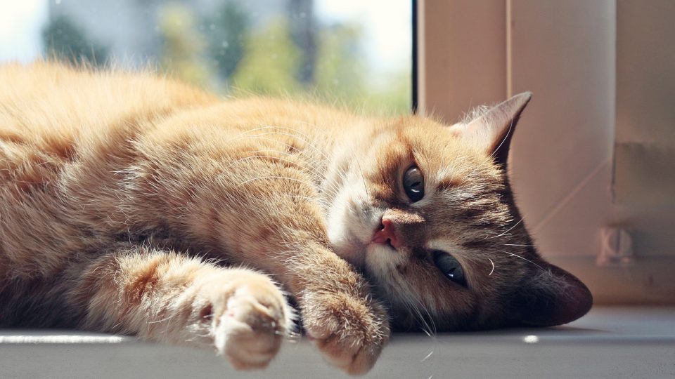 Low Phosphorus Cat Food | The Best Cat