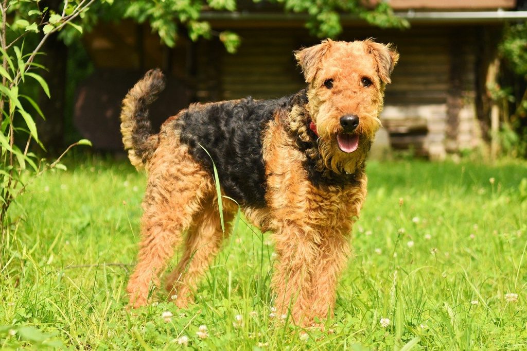 buy airedale puppy