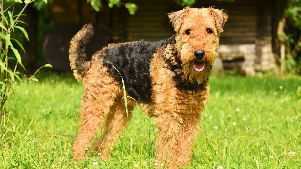 Airedale Terrier Grooming: The Essential Guide with ...