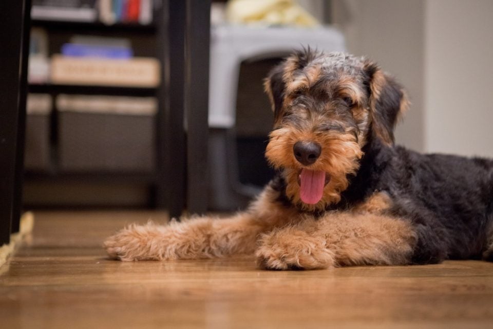 Airedale Terrier Grooming: The Essential Guide with ...