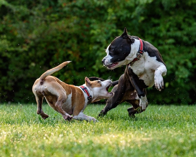 chiens en train de se bagarer