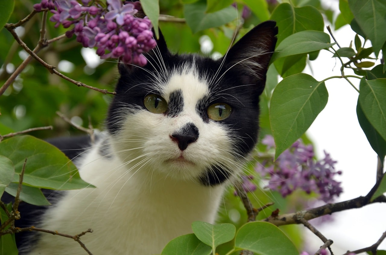 The Top Black And White Cat Names Purrrfect For Your New Tuxedo Cat The Dog People By Rover Com