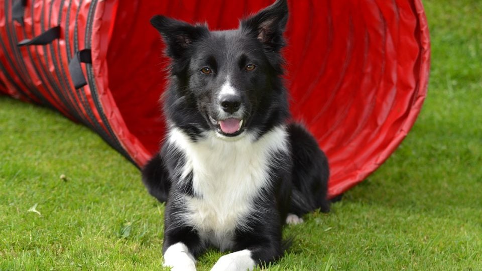Border Collie Grooming: What to Know About Shedding, Bathing and Trims