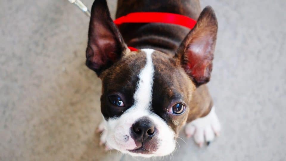 The 6 best puppy collars in 2020 to improve their quality, health and training level