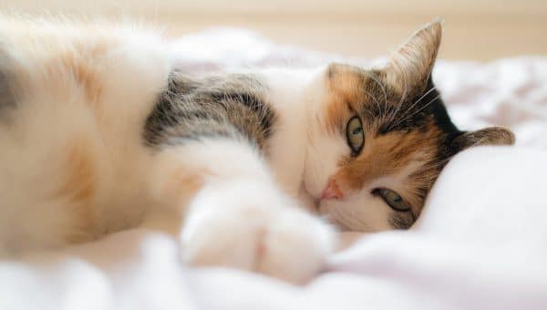 most affectionate cat breeds