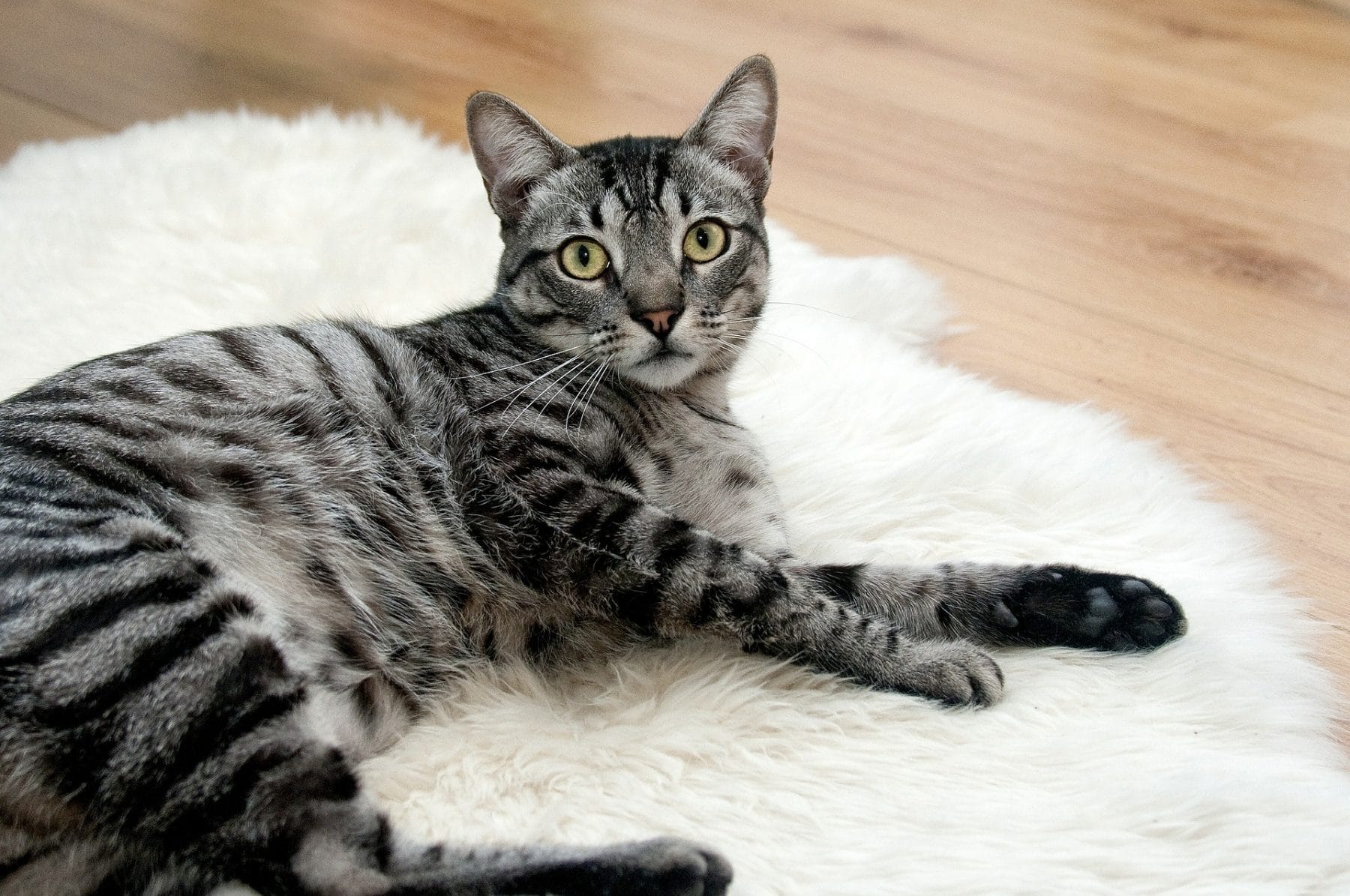 cat on a rug