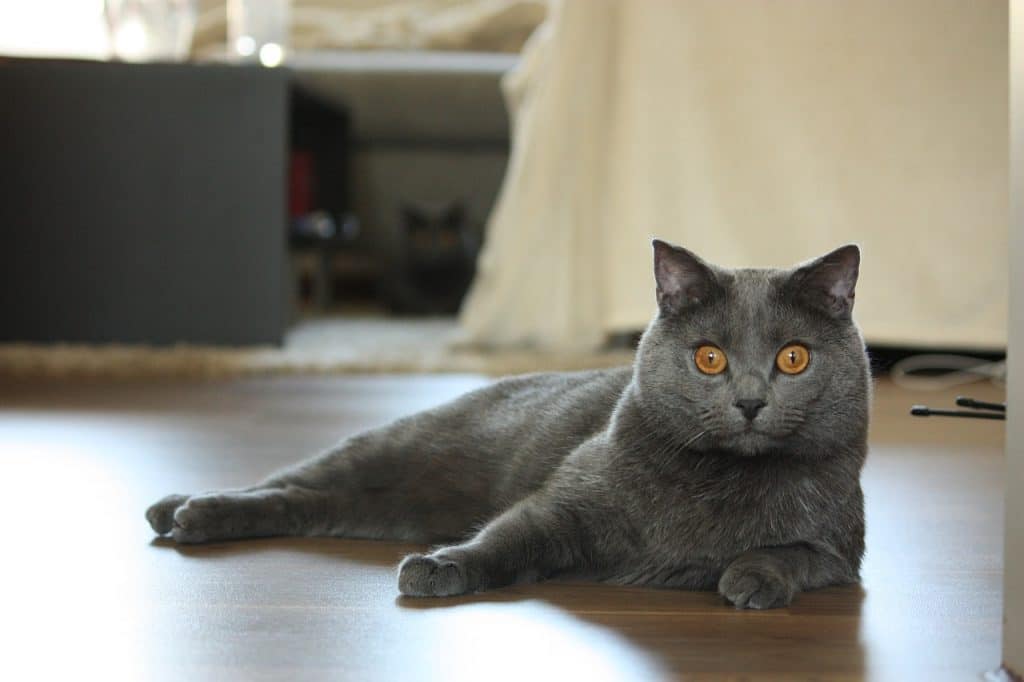 The Chartreux cat is native to France