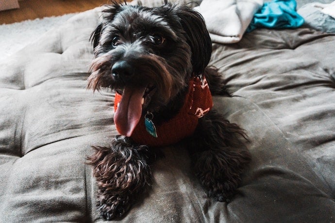 chien agité pour manque d'exercice