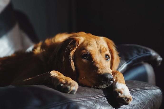 chien triste allongé sur le canapé