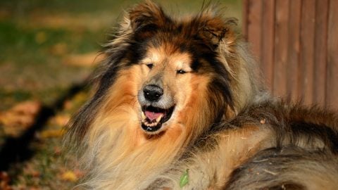 Brown collie sitting outside