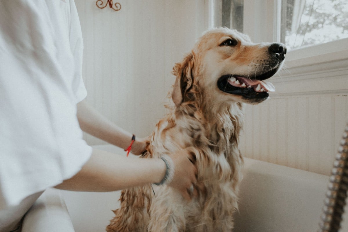 A Golden Retriever being bathed by its owner.