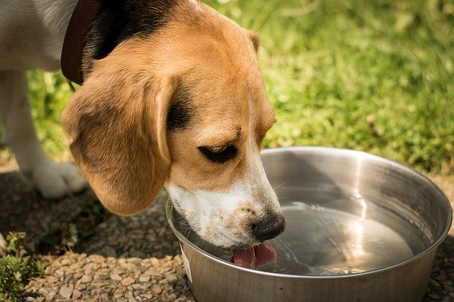 Dog drinking water - Pixabay