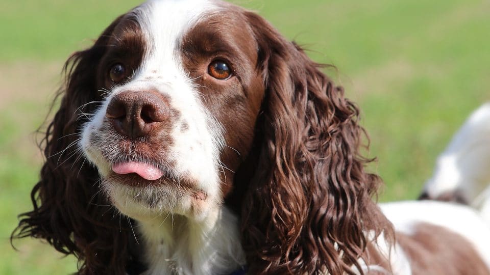Springer Spaniel Grooming: A Guide With Haircut Pictures