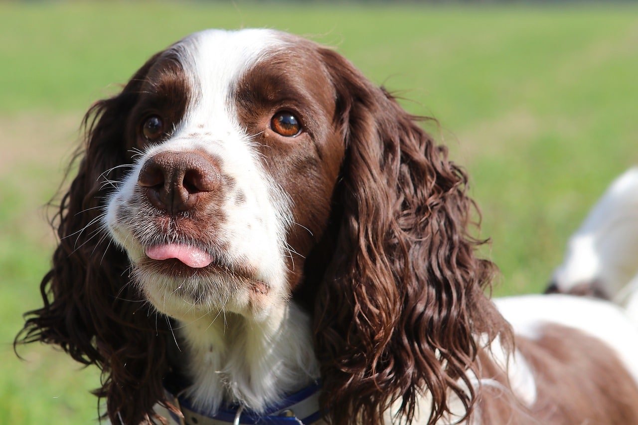 springer spaniel winter coat