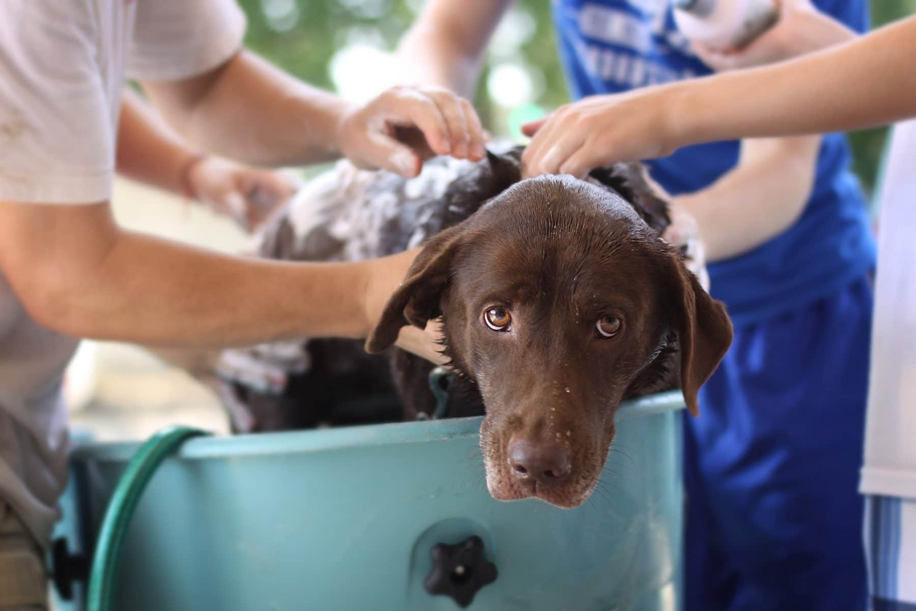 Keep Dogs Calm While Grooming Tips And Methods From The Experts
