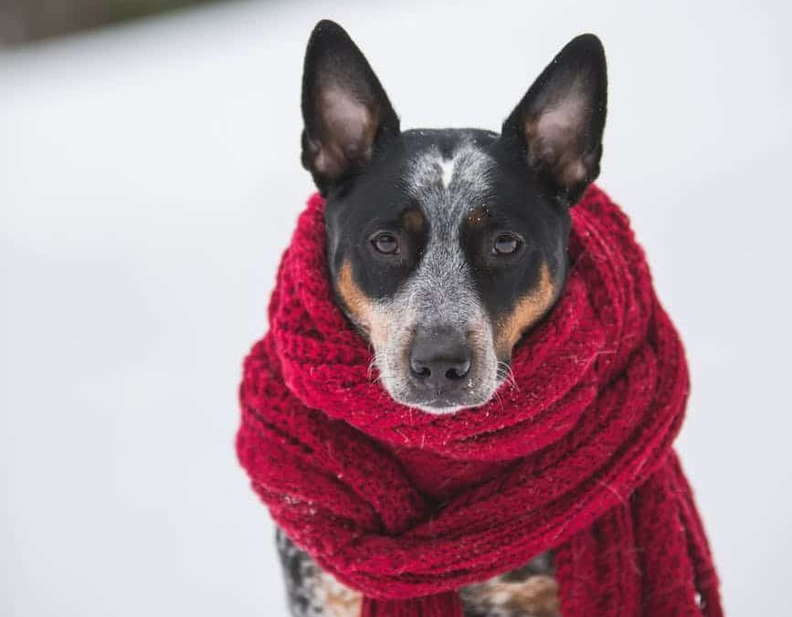 Un chien dans la neige avec une écharpe. Garder votre animal au chaud peut prévenir de l'hypothermie chez le chien.