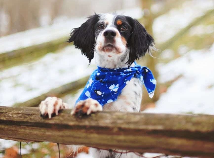 un chien dehors dans le froid appuyé sur une barrière