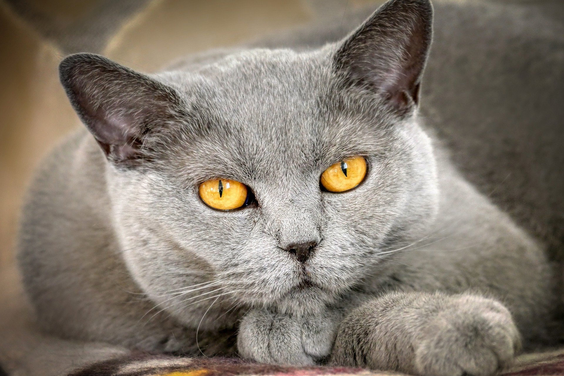 smoky gray cat