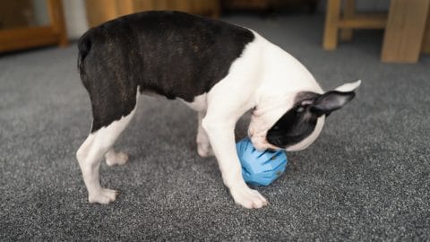 boston terrier playing with a rubber treat dispensing toy