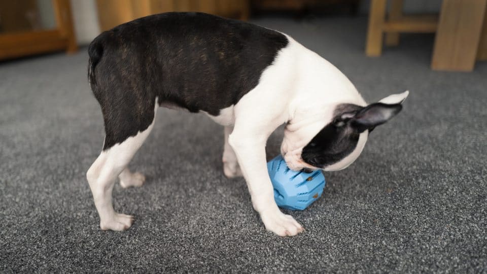 boston terrier playing with a rubber treat dispensing toy