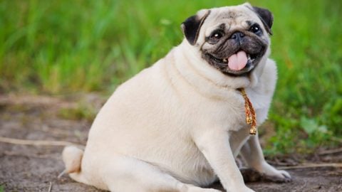 overweight Pug sitting down on a break from his walk