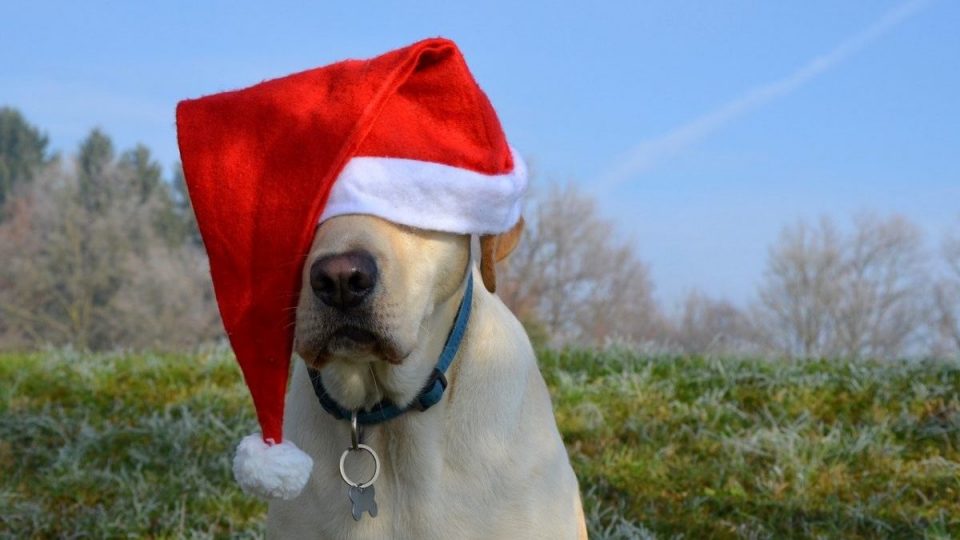 dog wearing oversized santa hat