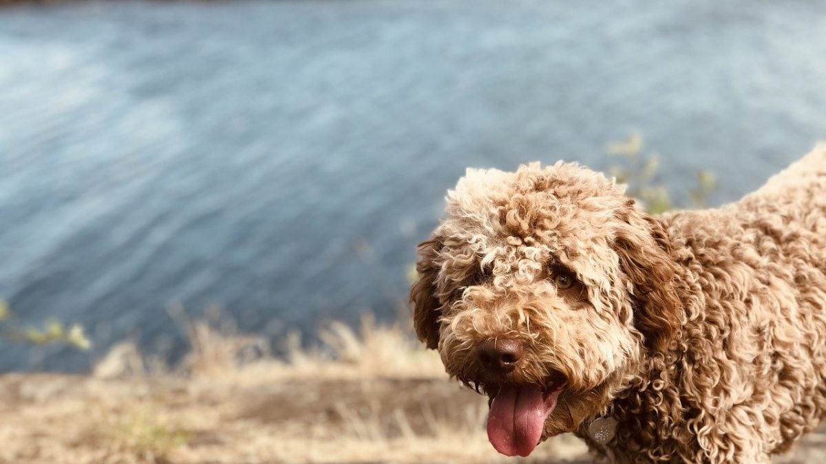 Lagotto Romagnolo Grooming: Guide with Pictures of Haircut Styles