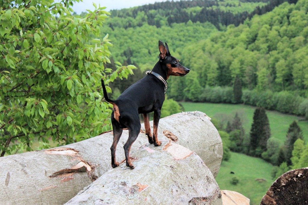toy pinscher