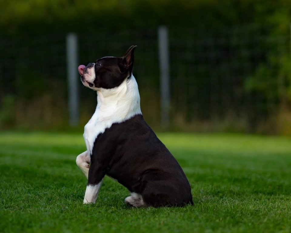 Boston Terrier Grooming Bathing, Nails, and Why They Don