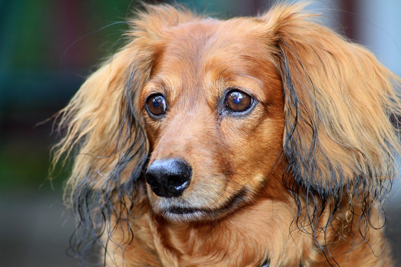 Grooming LongHaired Dachshunds The Essential Guide with
