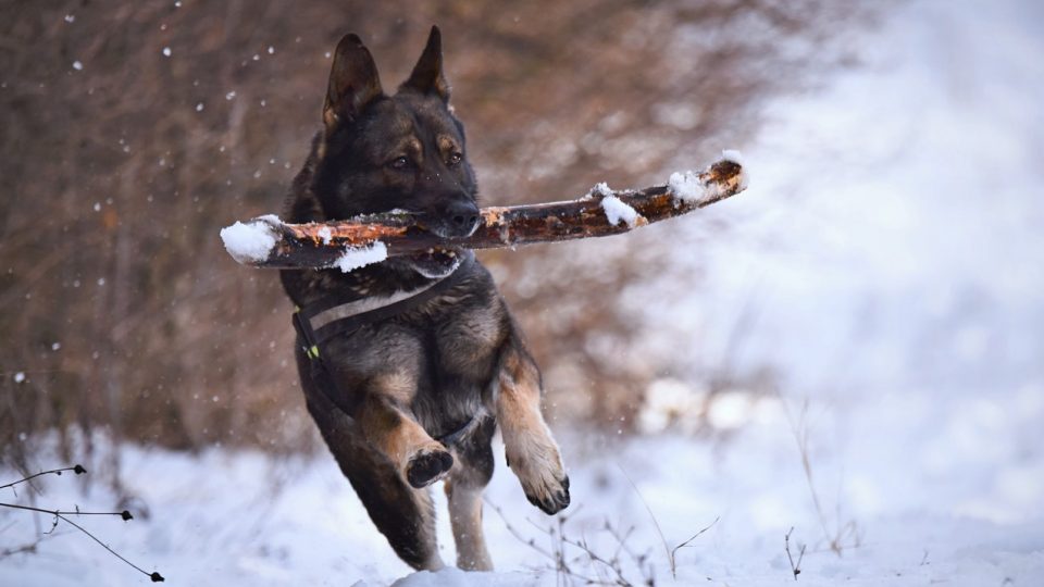 Lifestyle sign Dog and stick Safe distance
