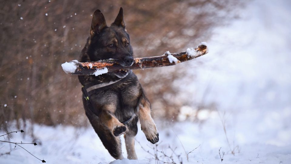 dog running with stick in snow