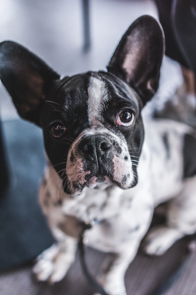 Come, quando e perchè bisogna pulire le orecchie del cane