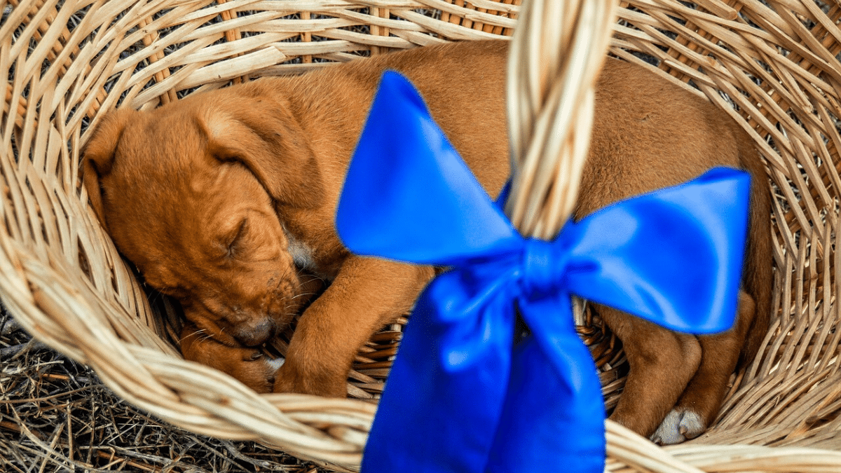 Giving a Puppy as a Gift: What you need to know about Christmas Puppies