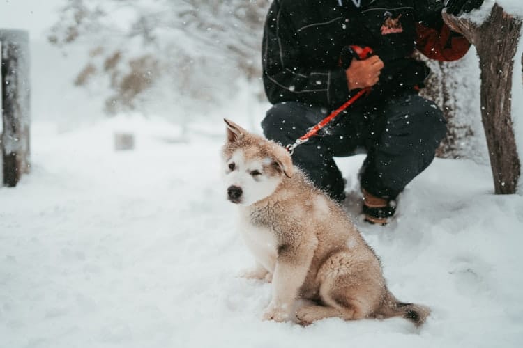 If you walk your puppy like this one in snow, beware of dog frostbite