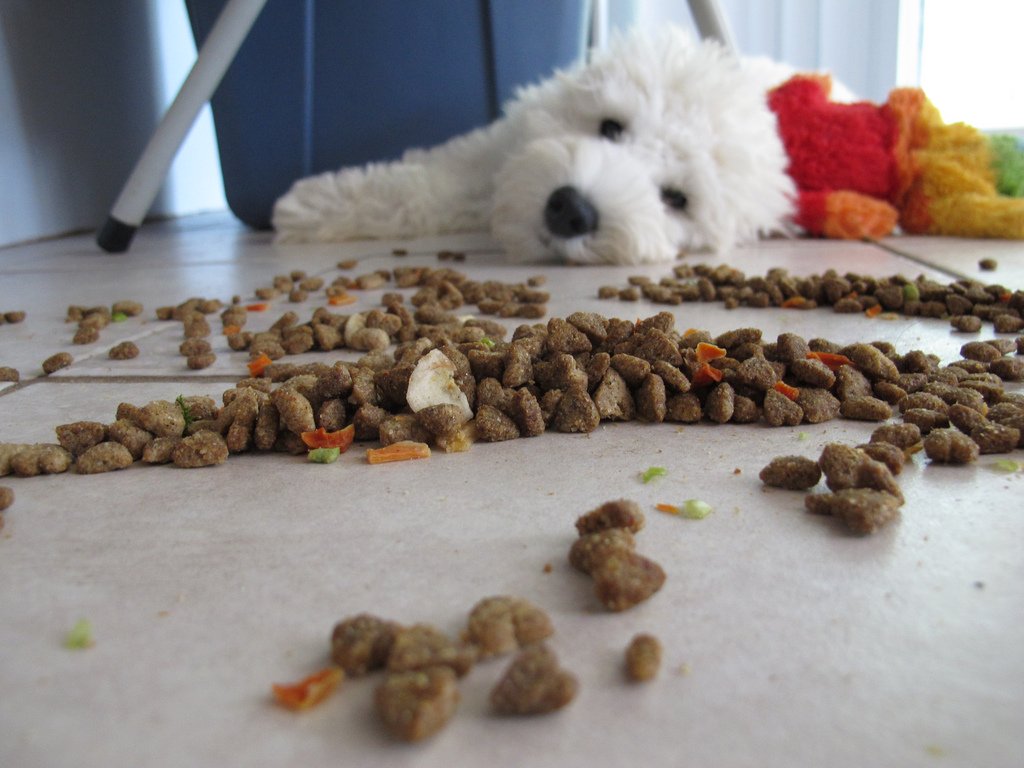 dog laying on floor with kibble