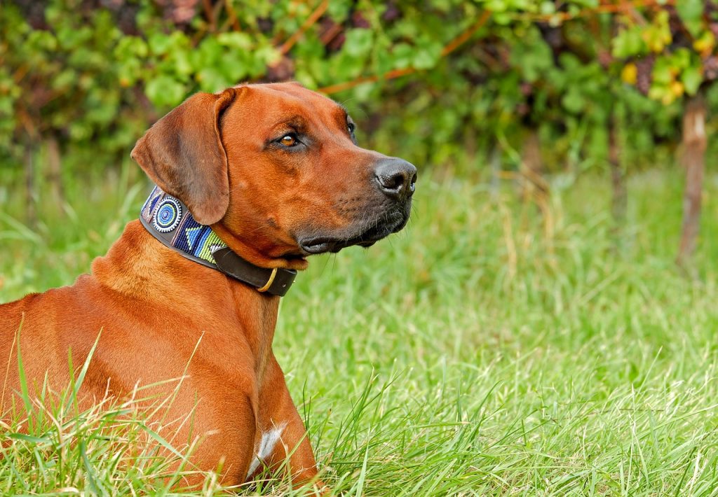 rhodesian ridgeback hunting dog