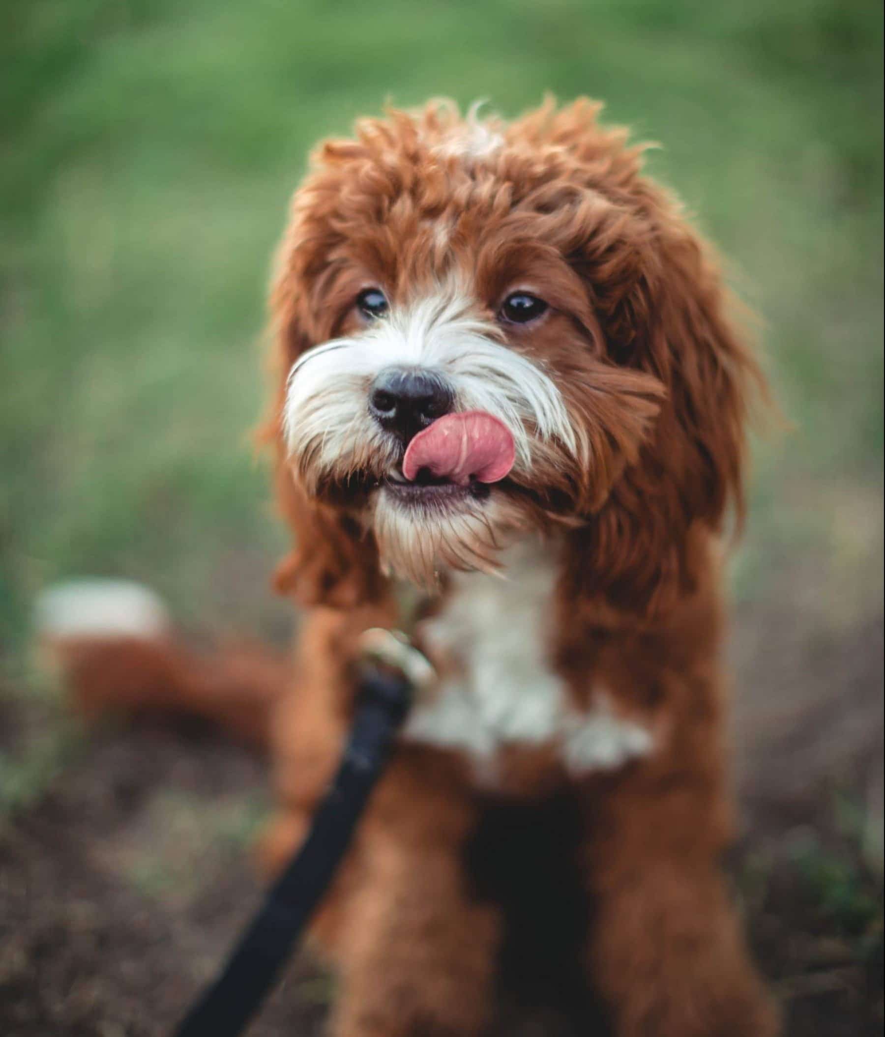 Cavapoo Haircuts: The Essential Guide with Pictures of Haircut Styles