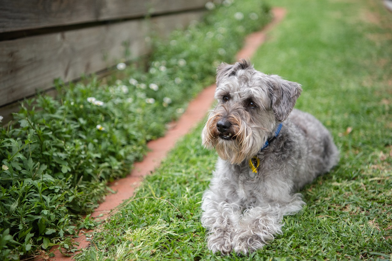 Schnoodle Haircuts: Grooming Tips and 