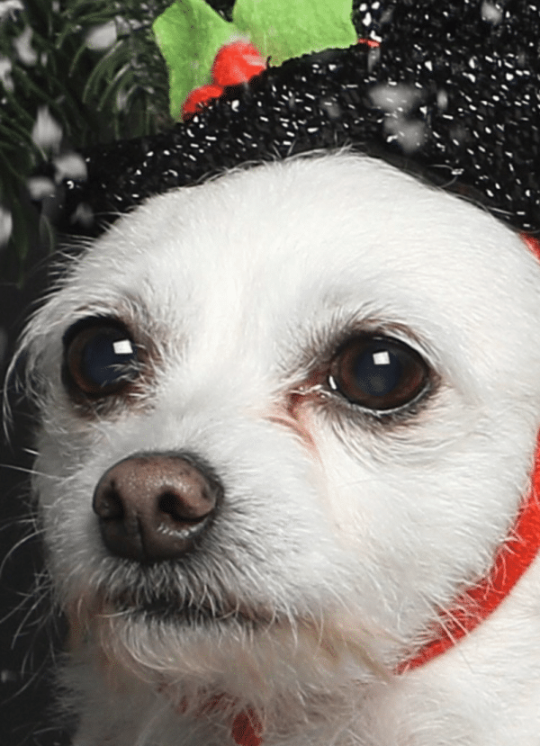 Dog Takes Christmas Photo to the Next Level with Her Adorable Resting Sad  Face | The Dog People by 