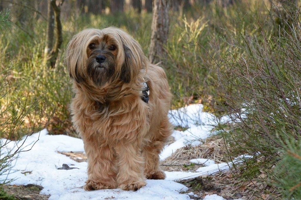 tibetan terrier teddy bear cut